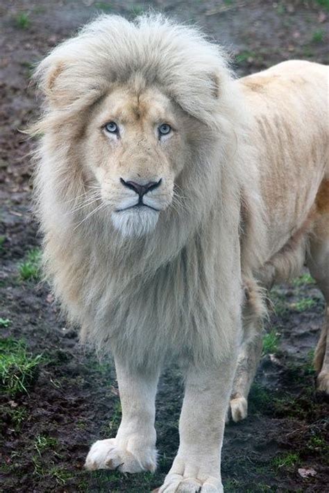 Beautiful White Lion Animals Pinterest