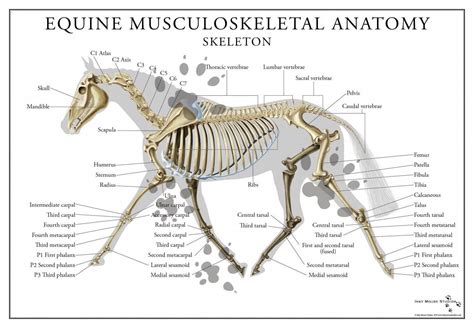 Equine Superficial Muscular System Poster Horse Anatomy Skeletal