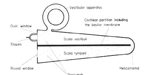 Schematic Diagram Of Thc Uncoiled Cochlea Download Scientific Diagram