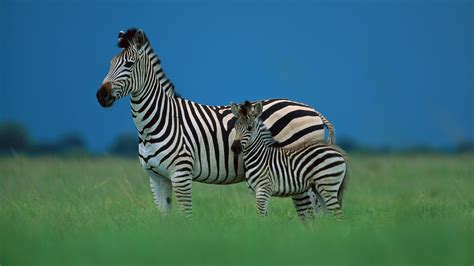 Zebra Animal Hd Wallpaper Hd Wallpapers