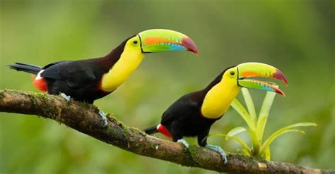 Keel Billed Toucan Bird Facts Ramphastos Sulfuratus Az Animals