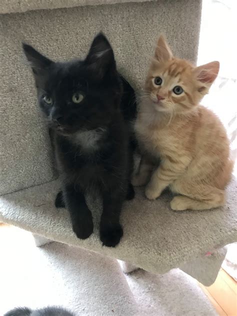 Welcome to victoriacatrescue.com we are located in victoria, bc canada. Victoria Cat Rescue - Cat Adoptions - Adoptees