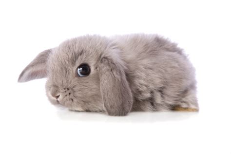 Dwarf Lop Eared Baby Rabbit Stock Photo Download Image Now Istock