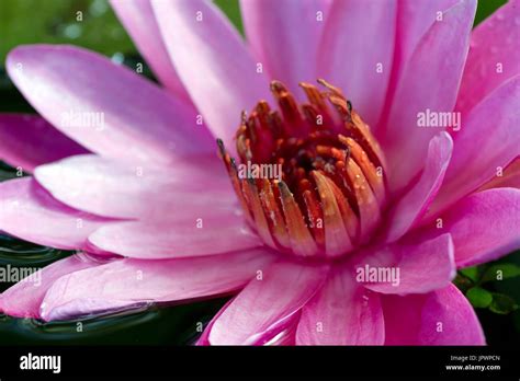 Red Indian Water Lily In Bloom Nymphaea Rubra Stock Photo Alamy