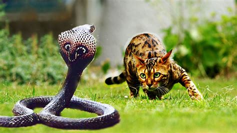 Cat Vs Snake Fight To The Death House Cat Vs Snake Fight Compilaytion