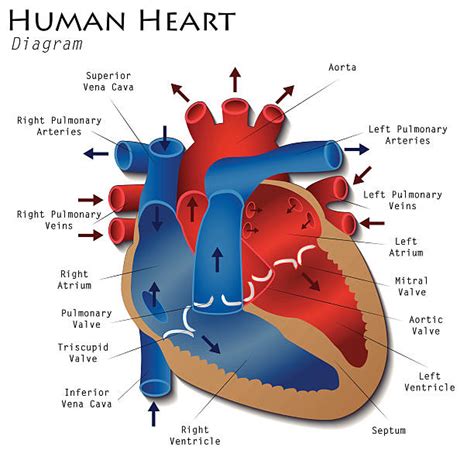Royalty Free Human Heart Clip Art Vector Images