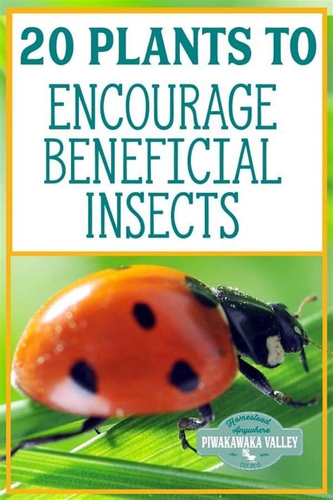 20 Plants To Encourage Beneficial Insects In Your Garden