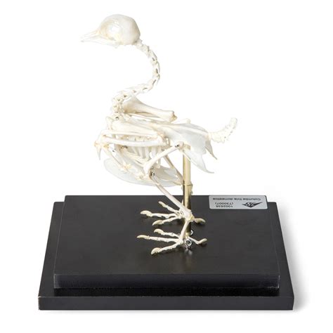 Pigeon Skeleton Columba Livia Domestica T300071 Bird Anatomy Model