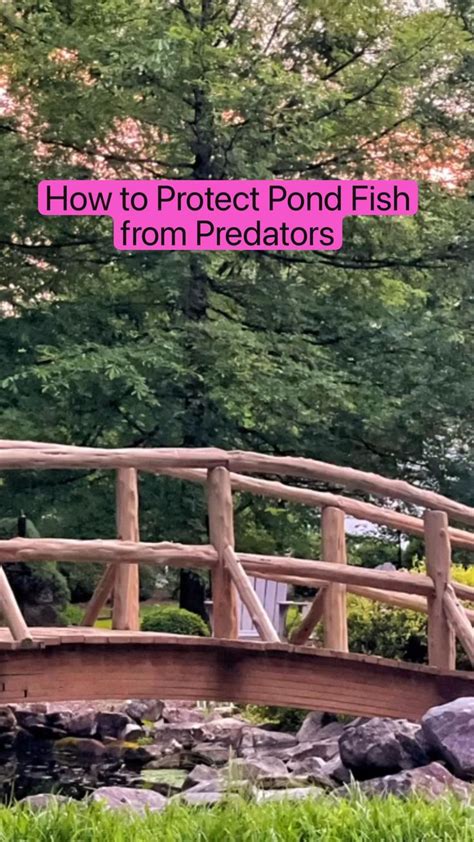 3 Easy Ways To Protect Pond Fish From Predators