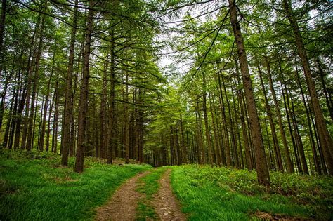 1920x1080px 1080p Free Download Path In Summer Forest Forests Path
