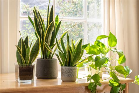 10 Plantas De Interior Que No Requieren Mucho Cuidado Perfectas Para Decorar Tu Casa Salud180