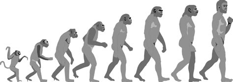 Clipart Evolution 20 Free Cliparts Download Images On Clipground 2022