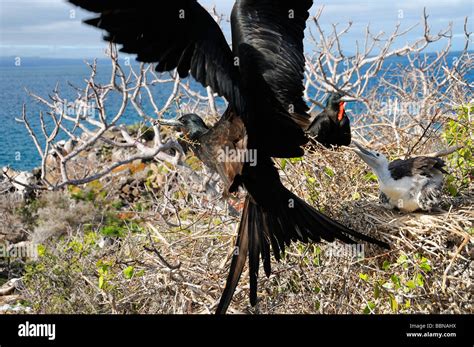 Galapagos Frigate Bird Stock Photo Alamy