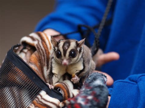 The purchaser agrees to pay all expenses, including legal expenses, court costs and attorney fees paid by the seller in endeavoring to collect. This Exotic Pet Is Legal in Your State | PetHelpful