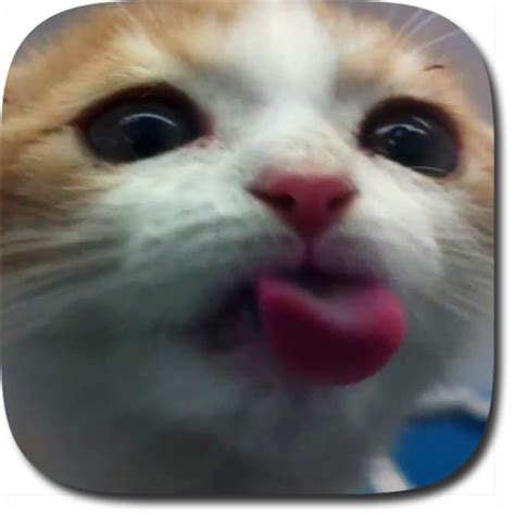 Cat Lick Screensaver
