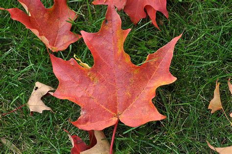 red canadian maple leaf caribb flickr