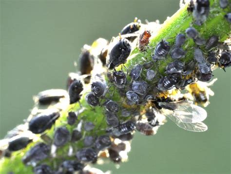 Famous Tiny Black Insects On Plants 2022 Octopussgardencafe