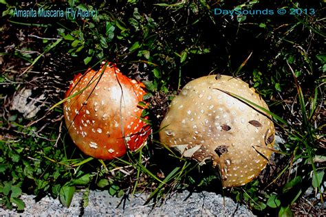 Colorado Wild Plants And Fungi