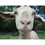 Want A Goat On Your Office Video Call There’s Service For That 