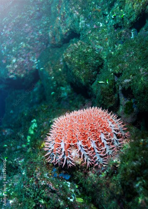 Sea Urchins Closeup Underwater Photo Spiny Globular Animals