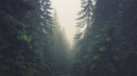 Wallpaper 3840x2160 Px Forest Mist Pine Trees Slovakia Tatra