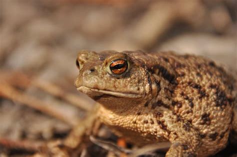 Toad Amphibian During The Spring Awakening Stock Image Image Of