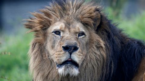 West African Lions Under Threat In Senegal