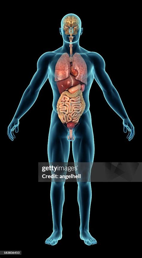Human Body With Internal Organs High Res Stock Photo Getty Images