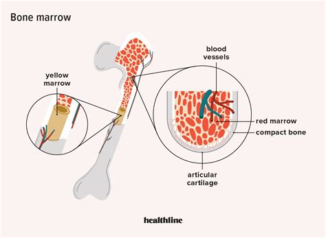 Function Of Bone Marrow What Is It And What Does It Do