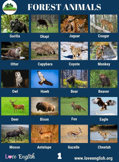 Forest Animals Name With Images