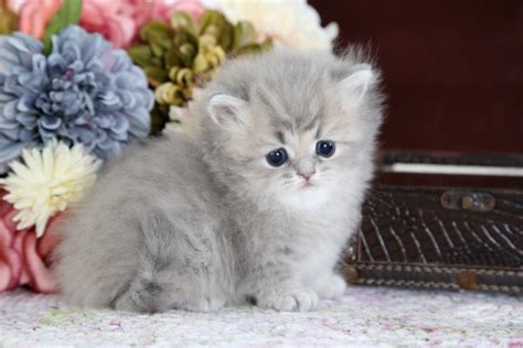 Rug Hugger Kitten For Salepre Loved Persian Kittens For