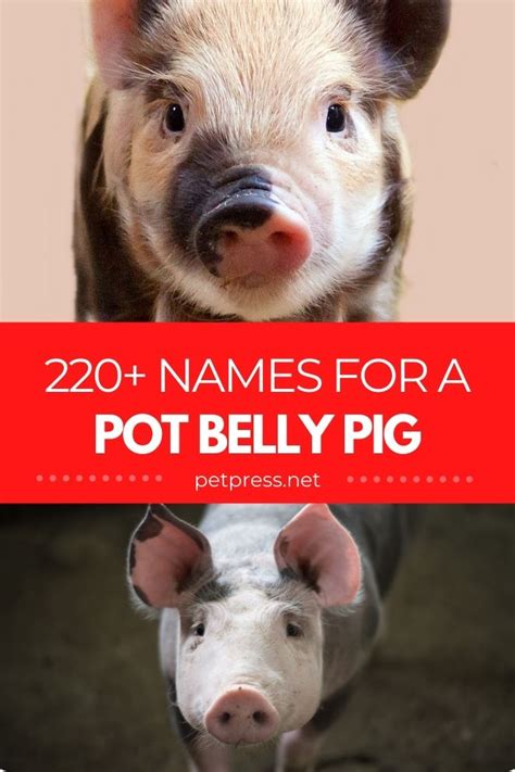 Pot Belly Pig Names 220 Best Names For A Pot Bellied Or Mini Pig