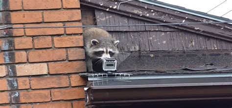 The Fastest Way To Get Rid Of Raccoons