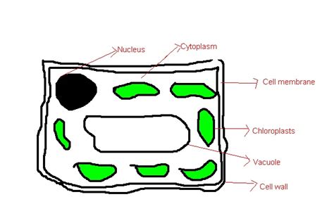 Check spelling or type a new query. Your Science Questions: Simple Plant cell