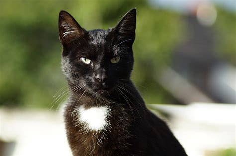 Il Gatto Nero Superstizioni E Curiosità Cose Di Gatti