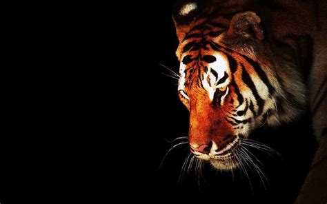 Transhu Full Hd Tiger Photo Background