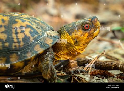 Provfile View Of A Male Eastern Box Turtle In The Forest Raleigh