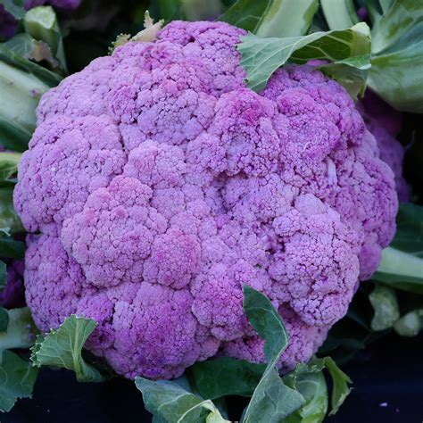 Cauliflower Is One Of Several Vegetables In The Species Brassica