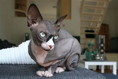 Is It Weird That I Want One Sphynx Cat Rex Cat Hairless Cat