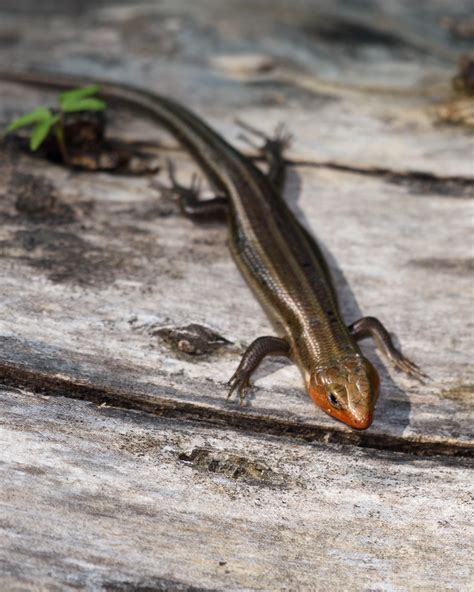 Common Five Lined Skink Reptiles And Amphibians Of Mississippi
