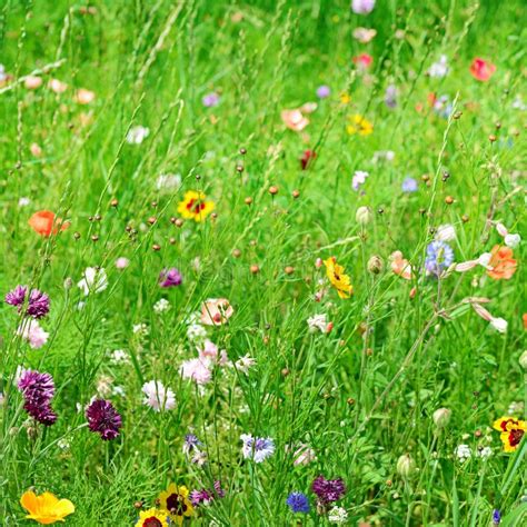 Wild Flowers Stock Image Image Of Garden Flowers Blossom 27236105