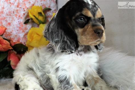 Cocker spaniel wayne, cocker spaniel hartley and cocker spaniel akc antonio. Akc Bentley: Cocker Spaniel puppy for sale near Denver ...