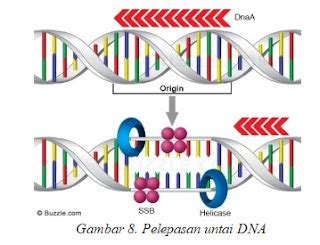 Replikasi DNA Inisiasi Sintesis Primer Leading Strand Ligasi Dan