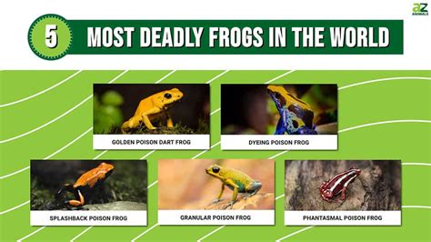 The 5 Most Deadly Frogs In The World Az Animals