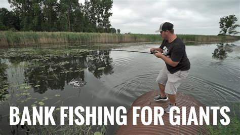 Bank Fishing For Giants Youtube