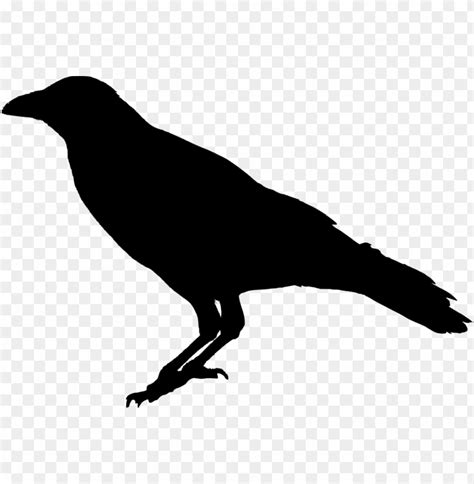 Raven Bird Png Transparent Image Transparent Background Raven