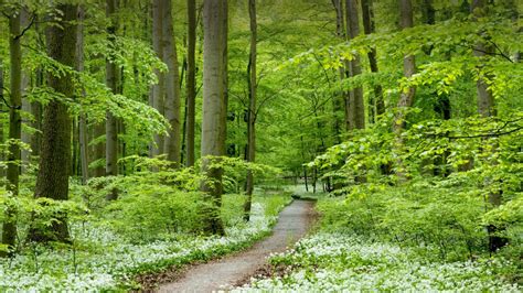 Path Through Forest With Blooming Wild Garlic Hainich National Park