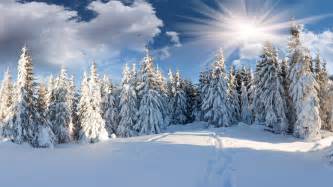 winter forest hd wallpaper background image  id