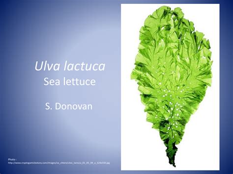 Ulva Lactuca Sea Lettuce Scituate Science Department