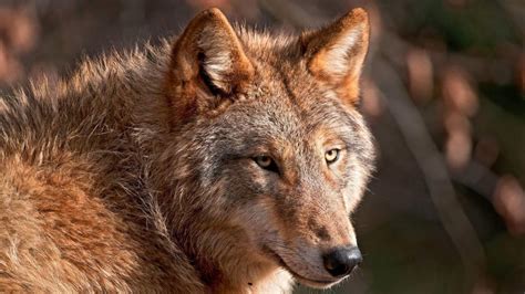 Did You Know The Red Wolf Is Only Lives In North Carolina And Tennessee